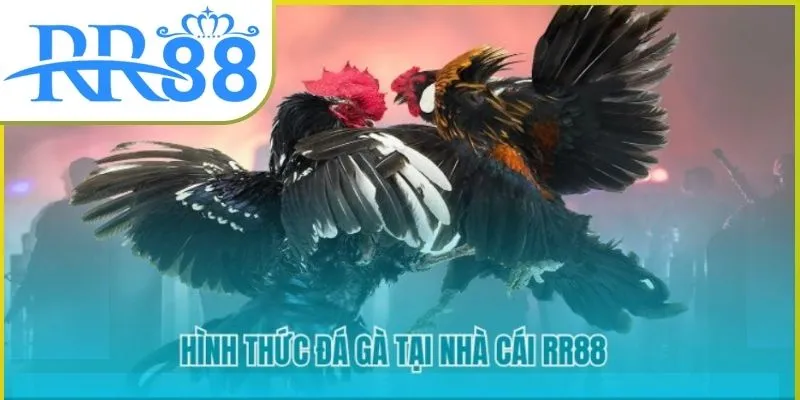 da-ga-rr88-01