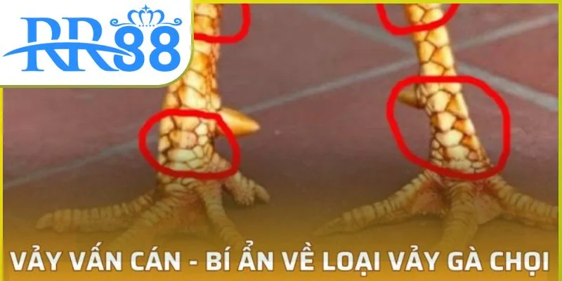 vay-van-can-01