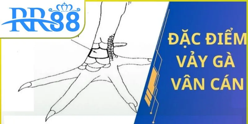 vay-van-can-02