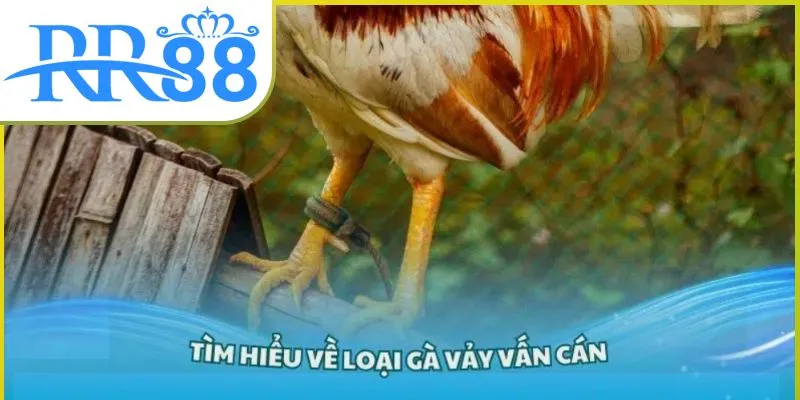 vay-van-can-03