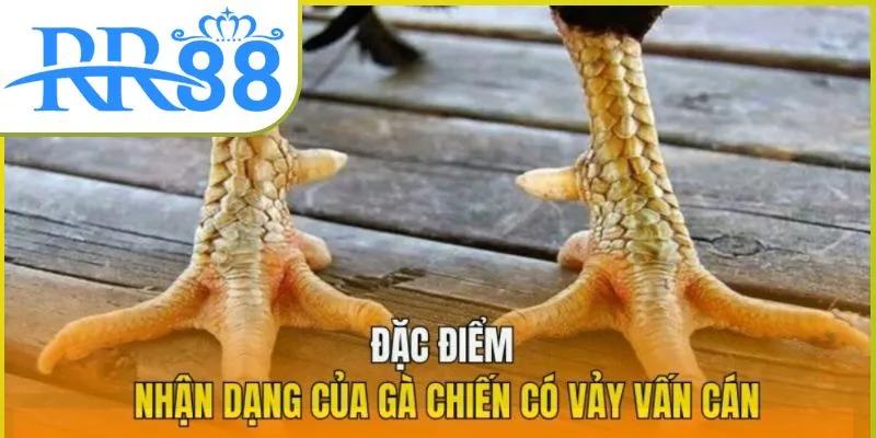 vay-van-can
